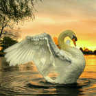Majestic swan flapping wings on tranquil water at twilight