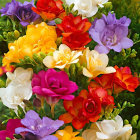 Colorful Flower Arrangement with Blue, Red, Yellow, Purple, and White Blooms