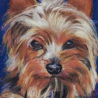 Colorful Yorkshire Terrier portrait with blue, orange, and pink fur coat on blue backdrop