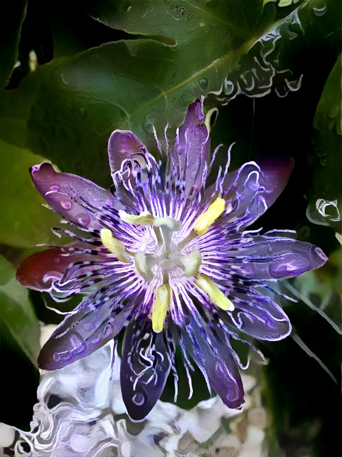 Passiflora 