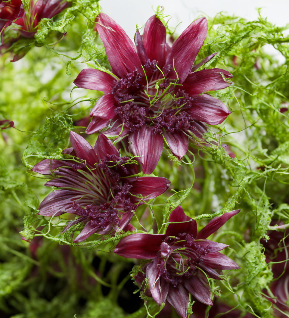 Vibrant Burgundy Flowers with Prominent Pistils and Green Feathery Foliage
