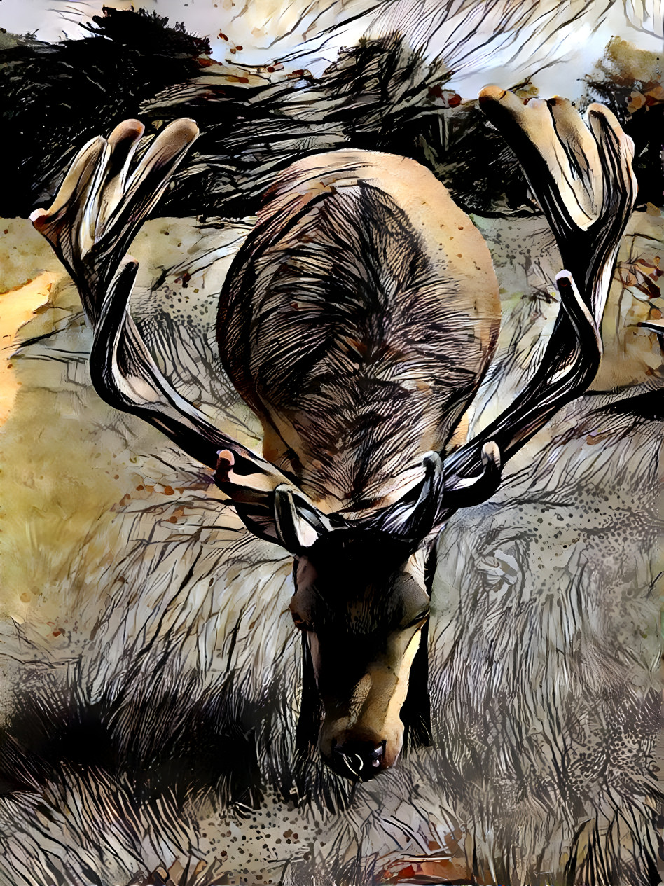 Elk in Wild