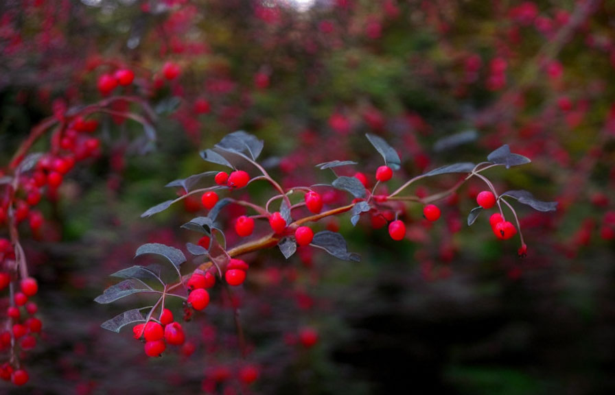 Clustered vibrant red berries on branches with dark green leaves against a softly blurred foliage background