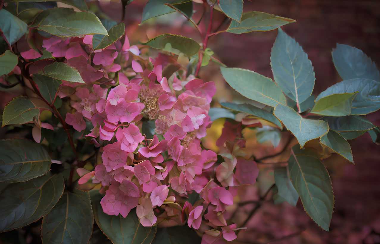 Pink hydrangea blooms with green leaves on blurred brick wall background