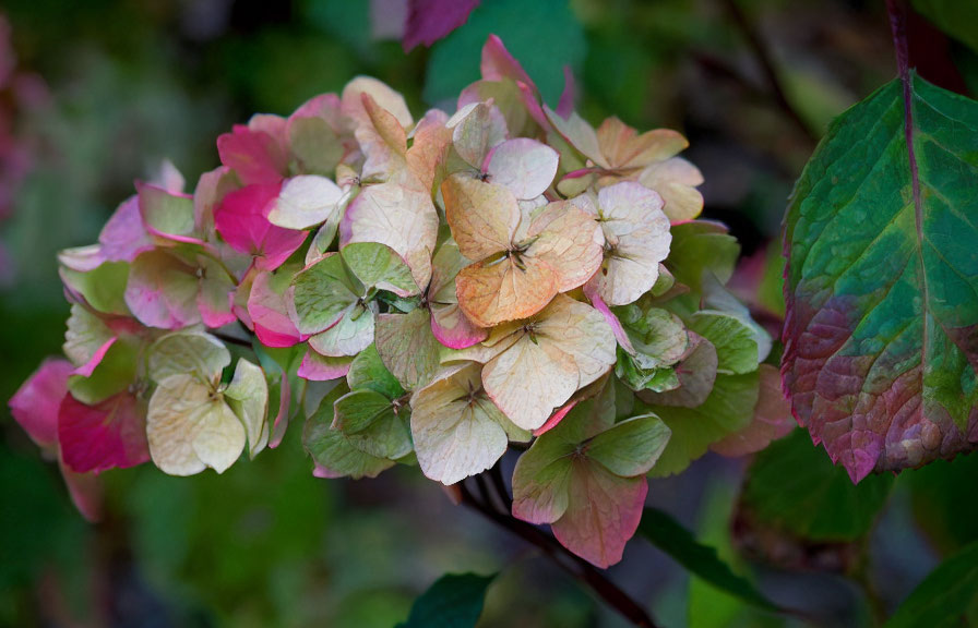 Fading pink hydrangea flowers with earthy tones and green leaves