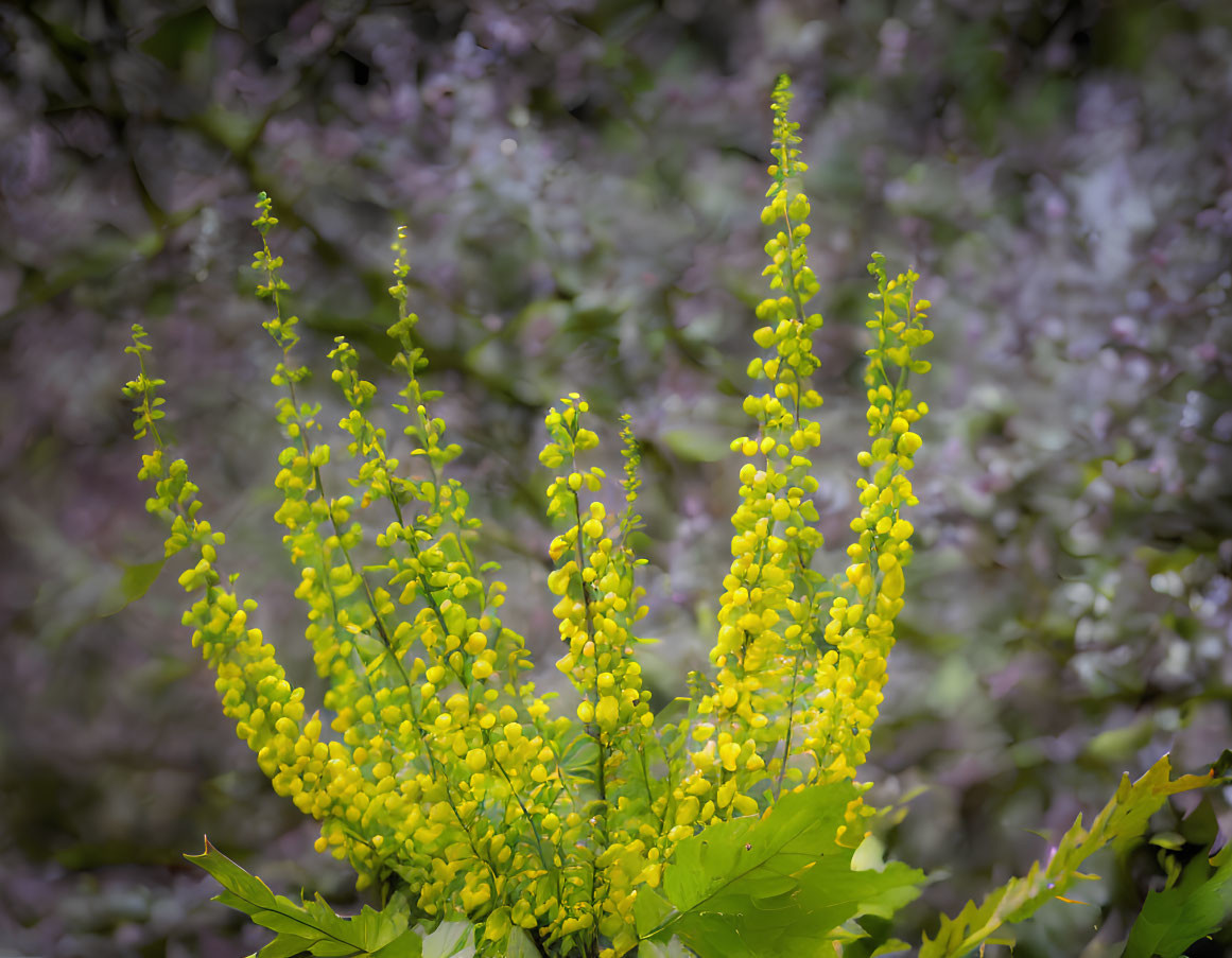 Vibrant yellow flowering plant with tall spiky blooms in focus