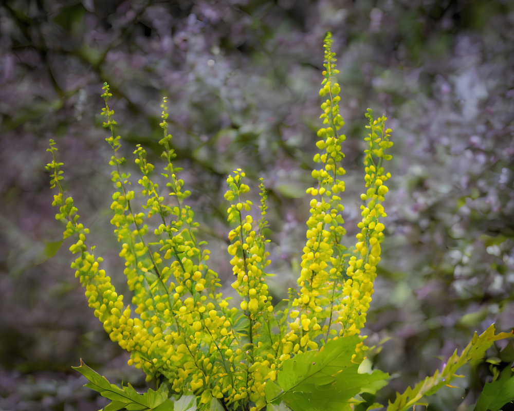 Vibrant yellow flowering plant with tall spiky blooms in focus