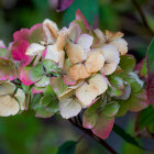 Fading pink hydrangea flowers with earthy tones and green leaves