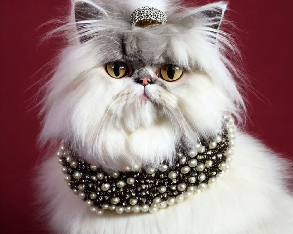 White Persian Cat Wearing Pearl Necklace and Diamond Tiara on Red Background