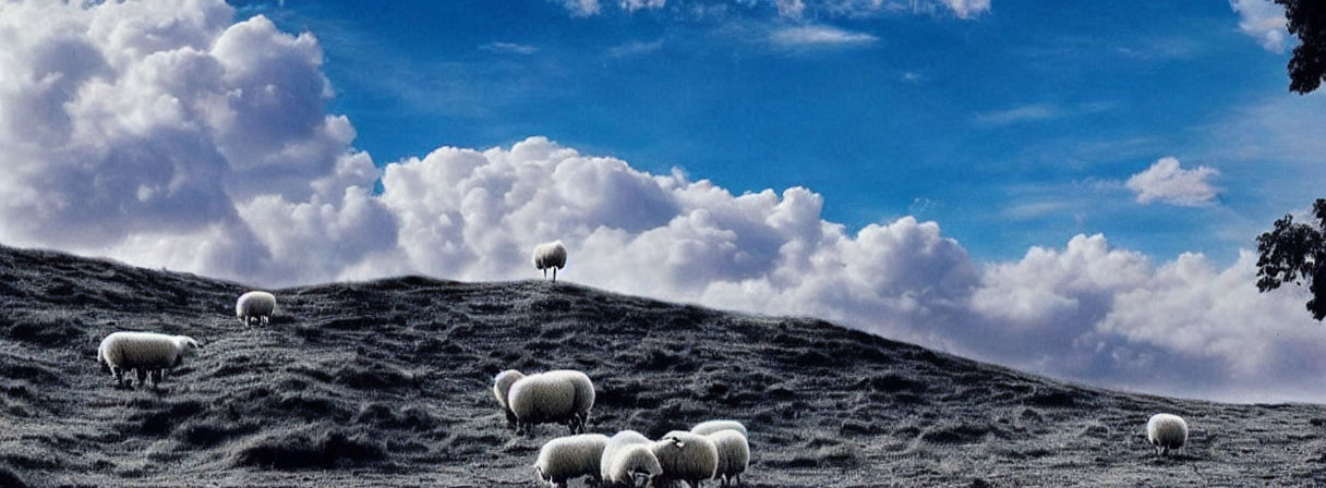 Panoramic view: Sheep grazing on hilly terrain under dramatic sky