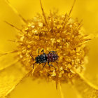 Detailed Close-Up of Beetle on Yellow Flower with Golden Petals