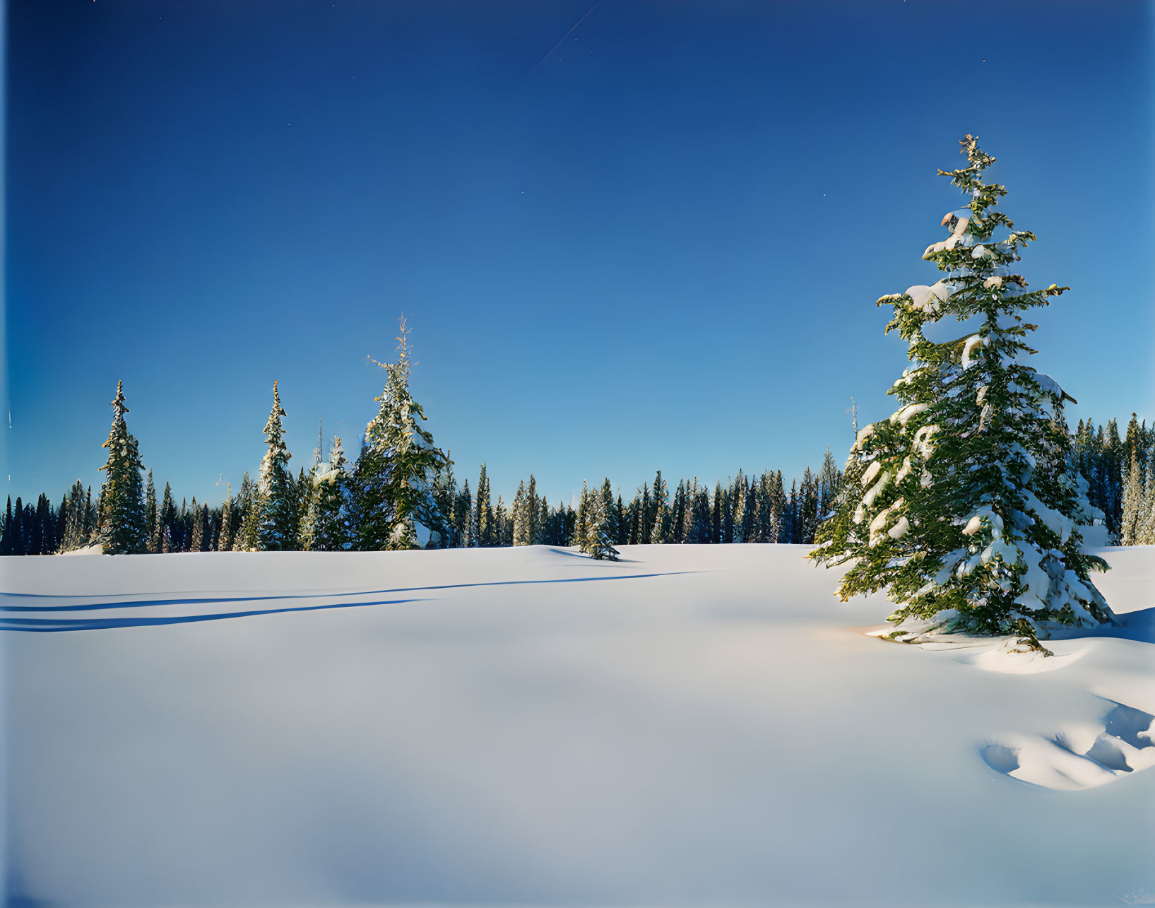 Snow-covered Winter Landscape with Evergreen Trees and Clear Blue Sky