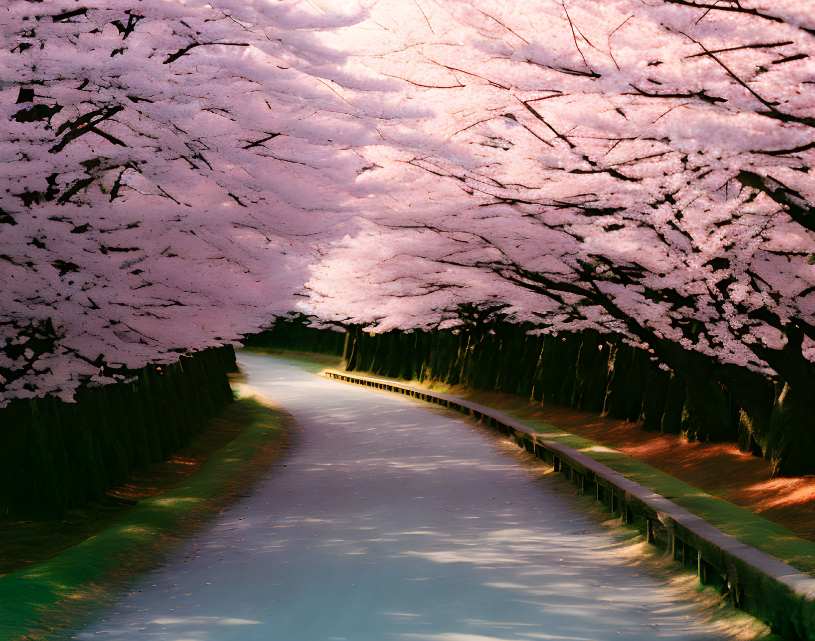 Tranquil Water Canal with Pink Cherry Blossoms in Full Bloom