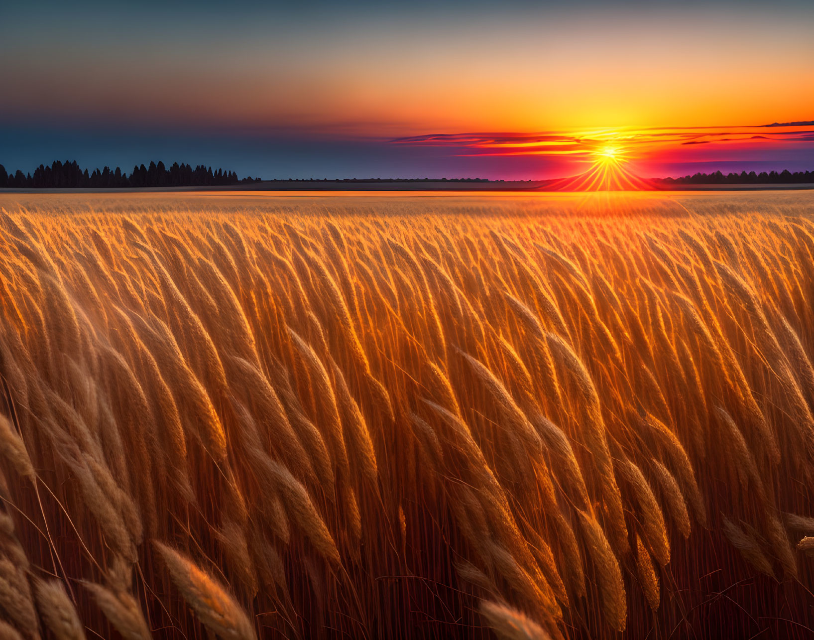 Golden wheat field at sunset with warm colors and rural scenery