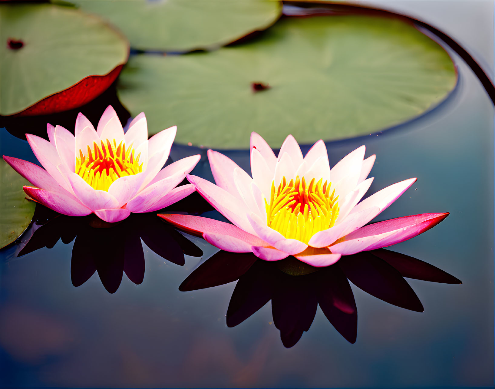 Vibrant pink water lilies with yellow centers on calm pond with green lily pads