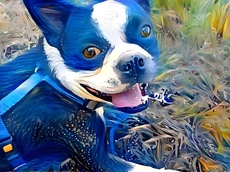 Marley blue dog