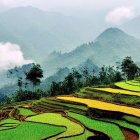 Colorful artwork of rolling hills, terraced fields, houses, and swirling sky