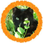 Colorful Illustration of Black and White Cat with Kitten in Orange Floral Frame