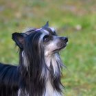 Long Silky Black and Gray Fur Small Dog with Expressive Eyes on Green Background