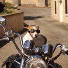 Animated dog and creature with blue glasses on vintage motorcycle in rocky terrain