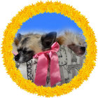Girl in Pink Dress with Two Dogs Surrounded by Yellow Flower Wreath