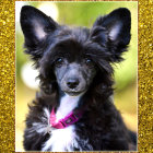 Small black and tan Chihuahua with pink ribbon collar on yellow textured background
