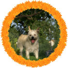 Fluffy white dog surrounded by colorful flowers in circular arrangement