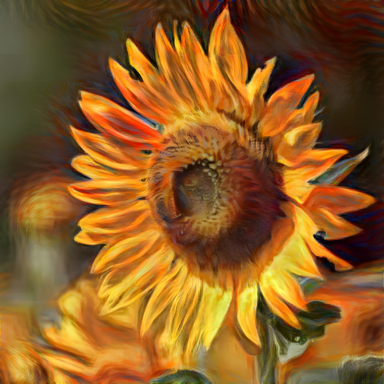Sun on a sunflower