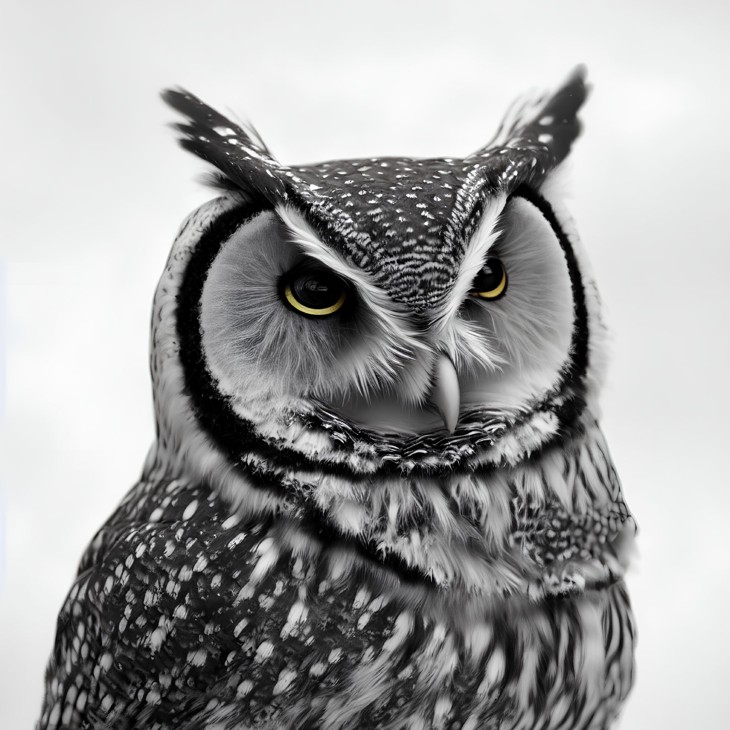 Detailed black and white close-up of owl with intense yellow eyes and speckled feathers