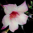 Pink orchids on dark background with sparkling star-like accents