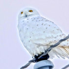 Snowy owl perched on branch in snowy winter scene