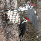 Woodpeckers on suet feeder in gentle snowfall with frost-covered branches