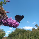 Vibrant butterflies on purple flowers under sunny skies