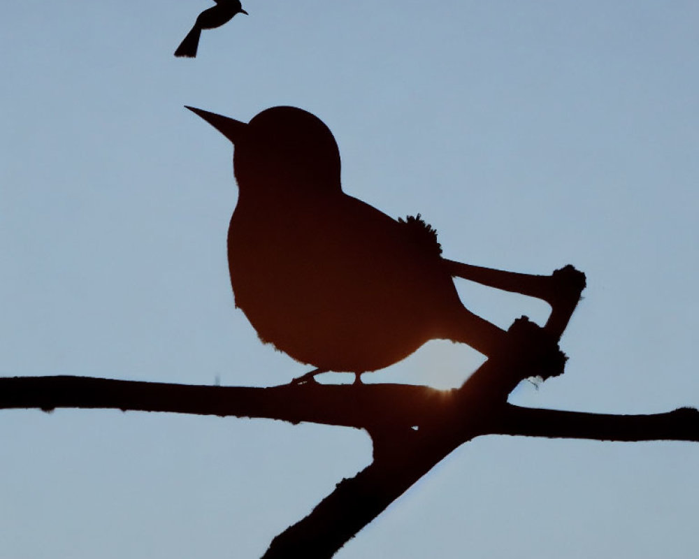 Bird Silhouette Perched on Branch with Flying Bird in Twilight Sky