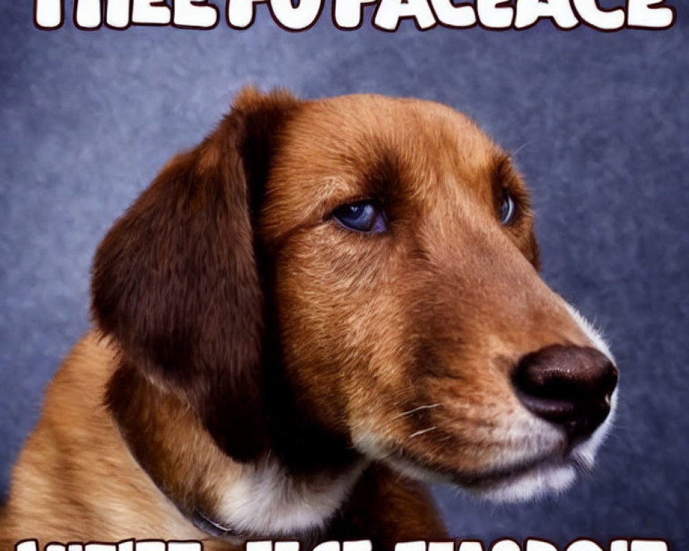 Brown dog with solemn expression on purple background and playful text.