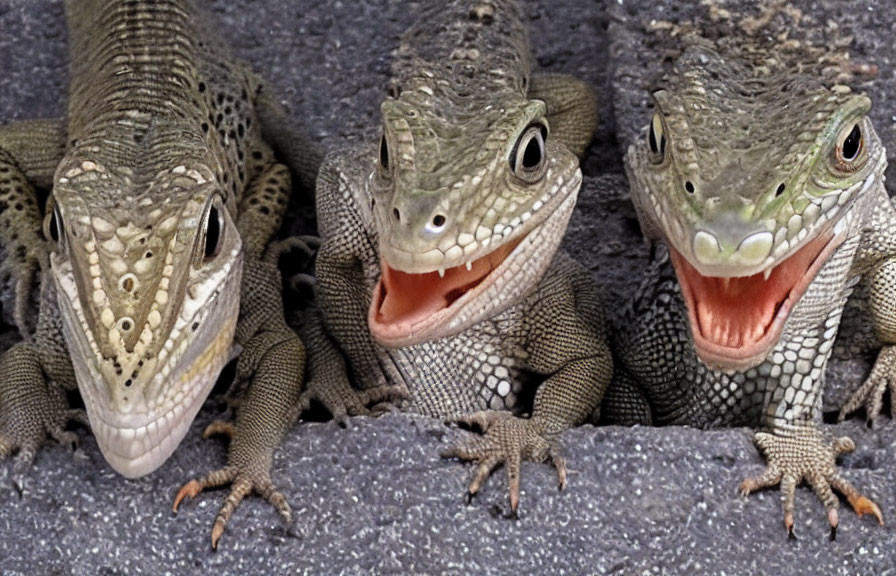 Three lizards on rough gray surface, one with open mouth