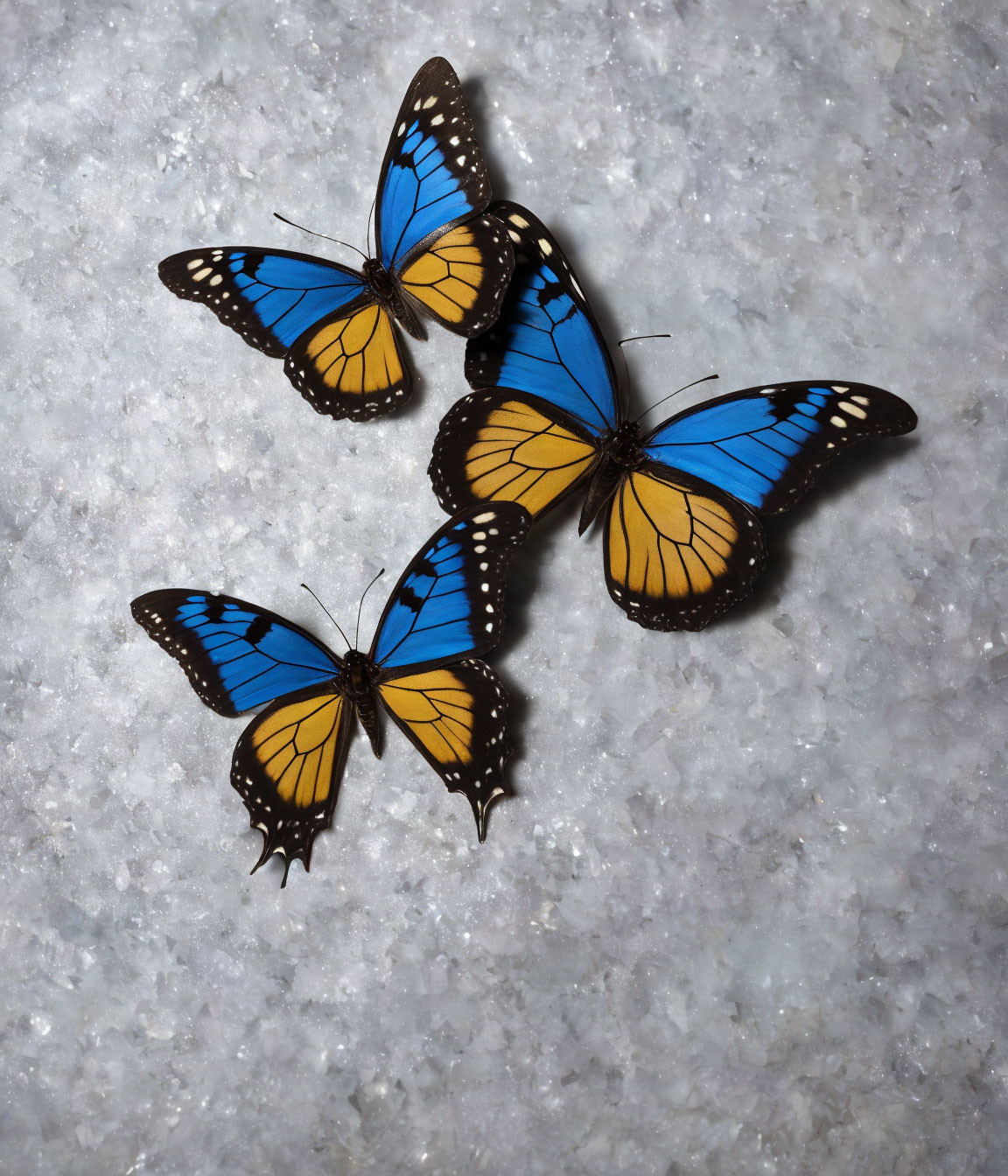 Three Blue and Orange Butterflies on White Crystalline Surface
