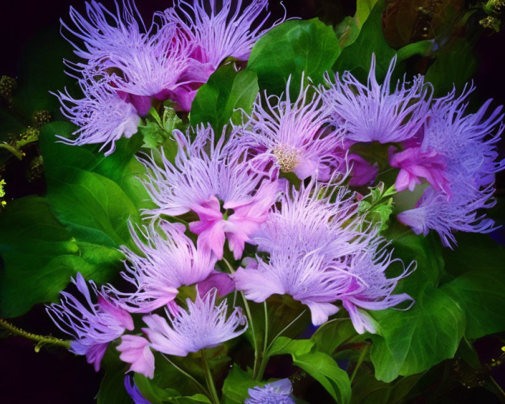 Colorful Pink and Purple Fringed Flowers on Dark Background