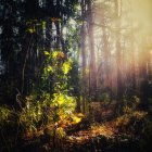 Sunlight illuminates serene forest stream and misty scenery