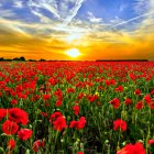 Colorful poppy field painting with vibrant sunset sky