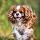 Cavalier King Charles Spaniel in Sunny Meadow with Orange Flowers