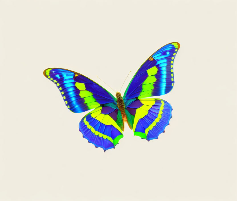 +3D.stwórz dużego motyla Paź królowej  o różnych k