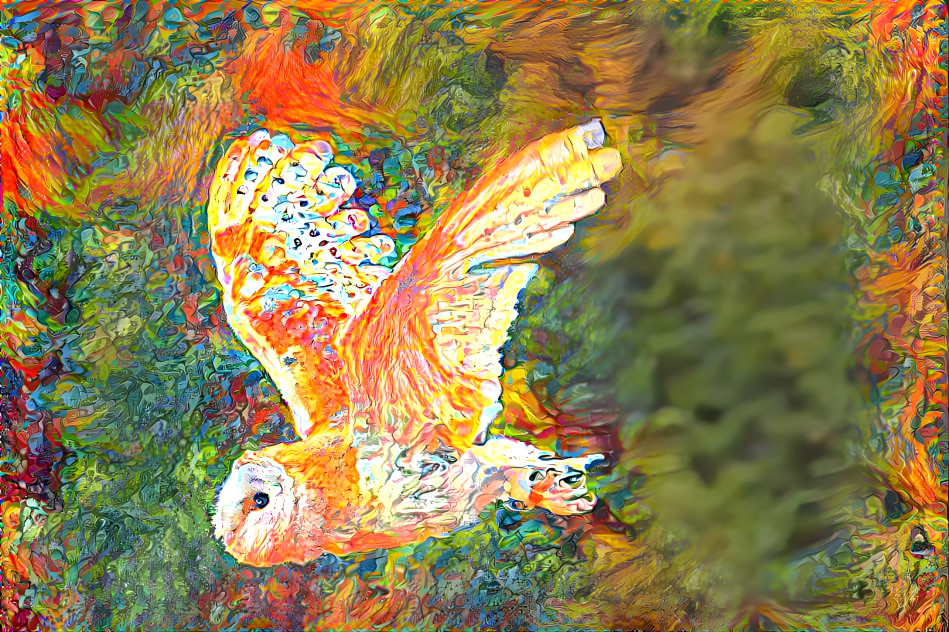 Barn Owl as a Phoenix