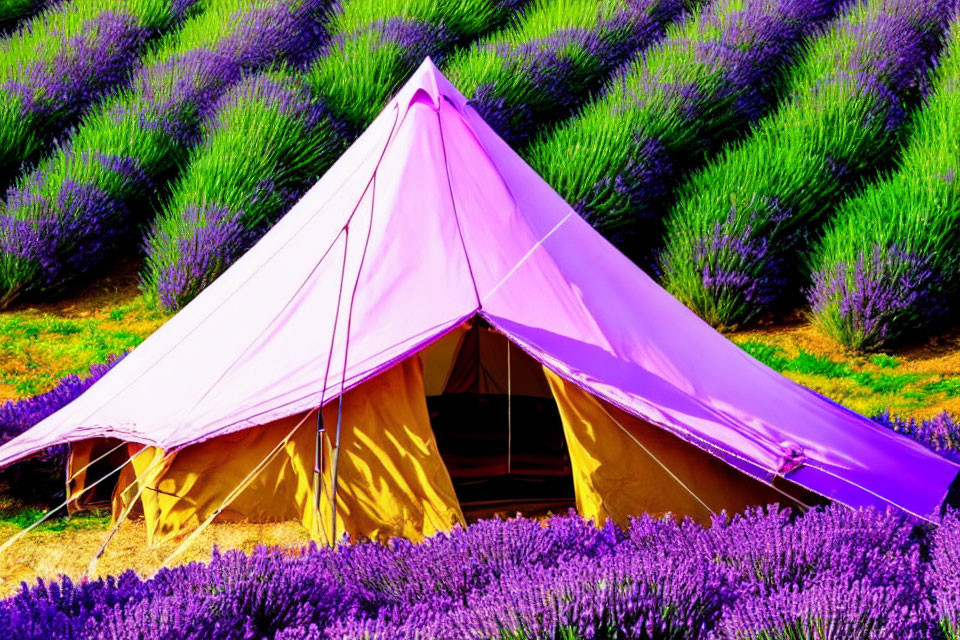 Lavender Field with Purple and Beige Tent in Center