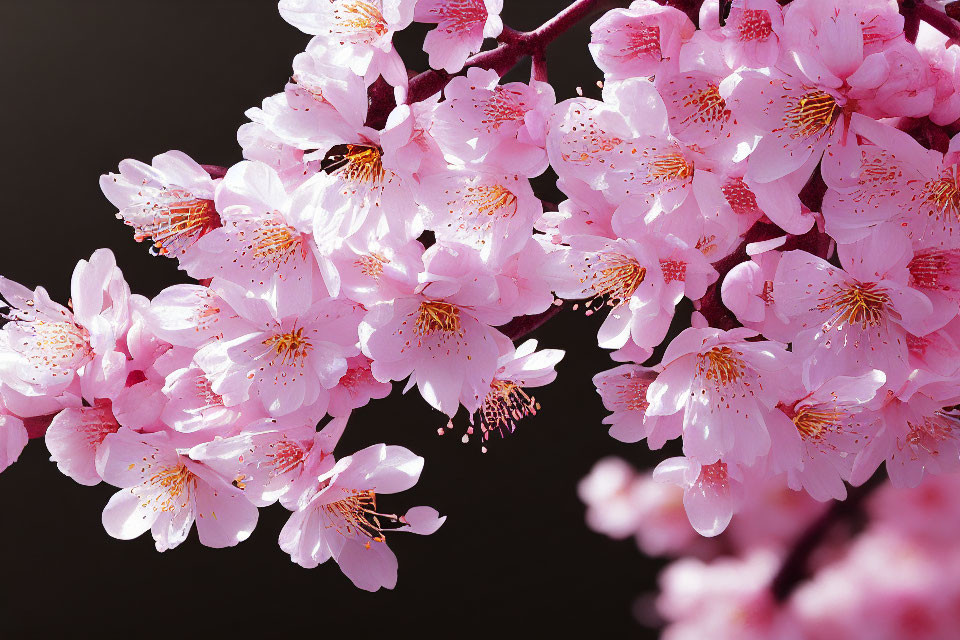 Bright Pink Cherry Blossoms with Delicate Petals and Prominent Stamens on Dark Background
