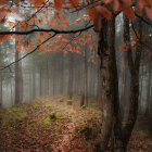 Enchanting forest scene with fog and twisted trees