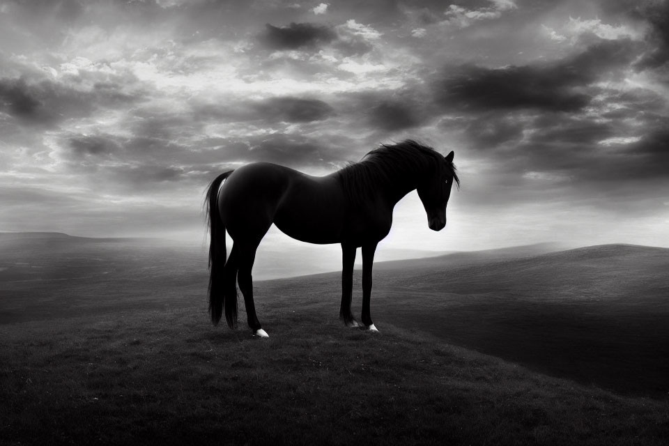 Majestic black horse on grassy hill under dramatic sky