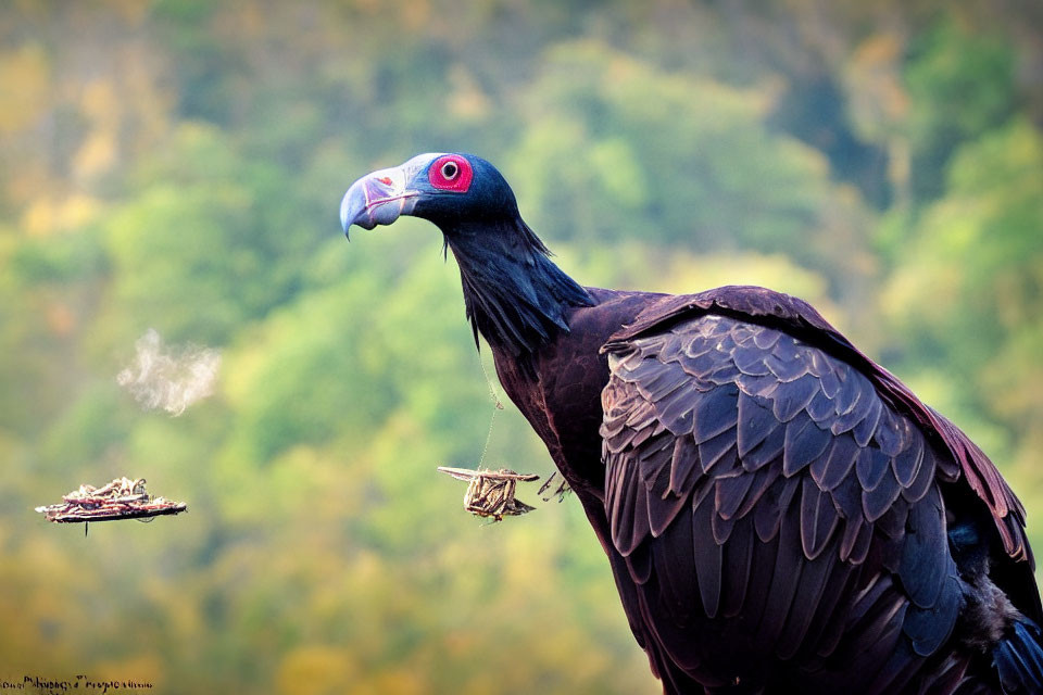 Black Vulture with Red Head in Profile Against Blurred Green Background