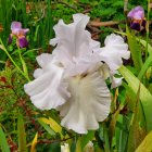 Delicate white irises with yellow accents on lush green foliage