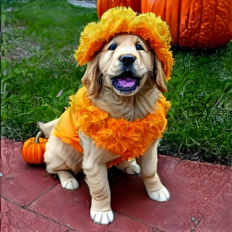 puppy pumpkin